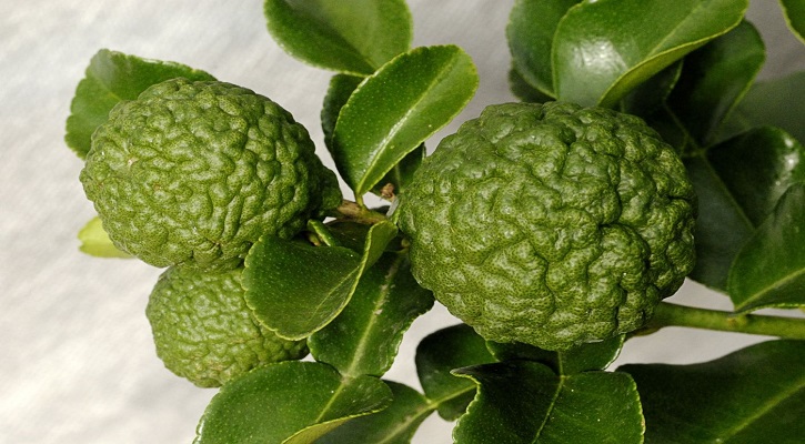 Kaffir Lime