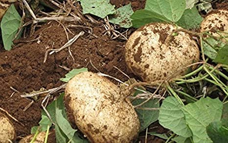 Jicama (Mexican Yam Bean) and their nutritional profiles.