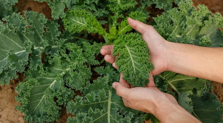 Kale and their nutritional profiles.