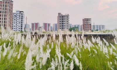 ঢাকার ভেতরে কাশফুলের রাজ্য থেকে ঘুরে আসুন 